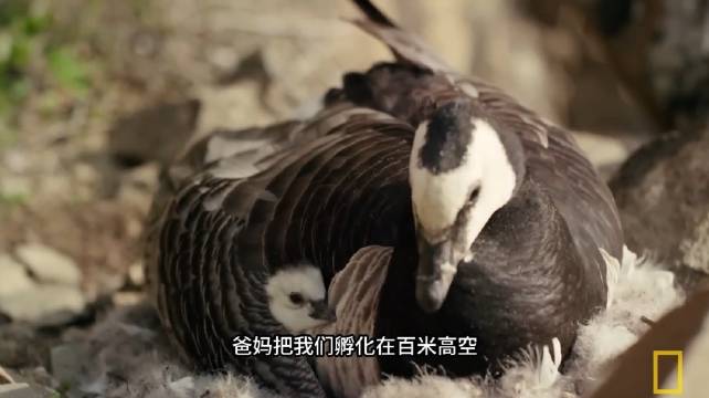 白颊黑雁，命运掌握在自己手里，还是天注定？