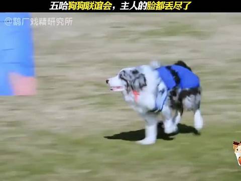 鹿晗说邓超高瀚宇的狗是同家租的