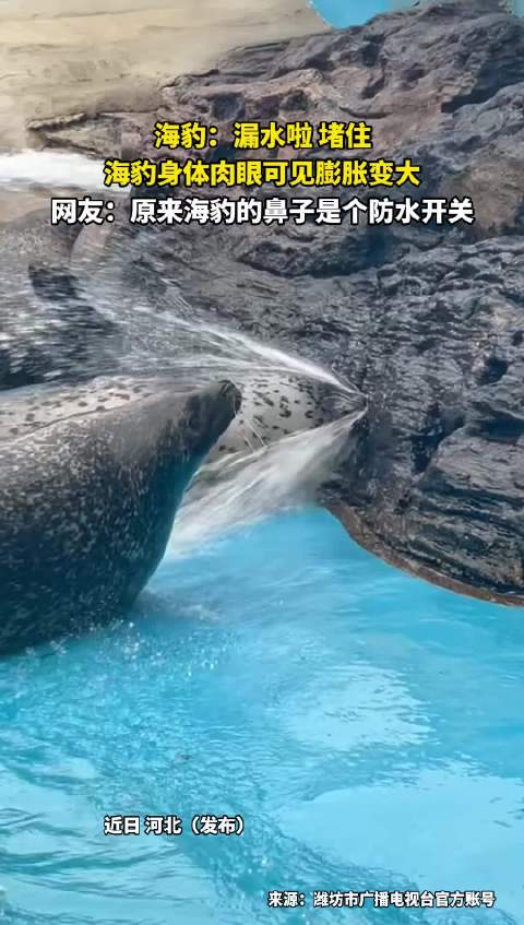 海豹鼻子如防水开关，遇水身体膨胀变大