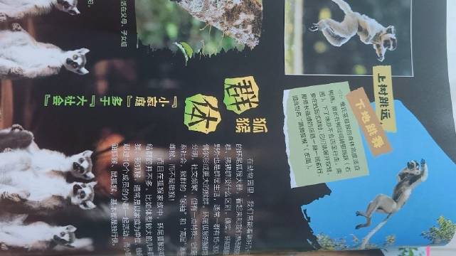 探索马达加斯加，发现独有生态奥秘