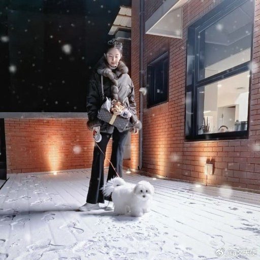 刘亦菲的爱犬“哈哈”是什么品种？