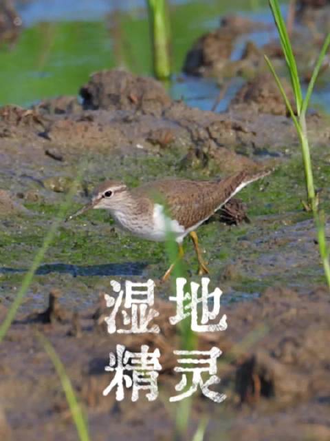 合肥矶鹬尾巴上下摆动，与流水抢节拍
