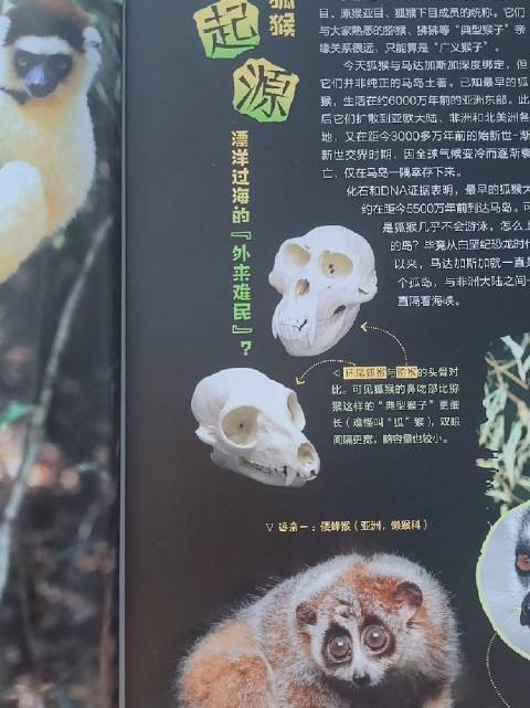 探秘马达加斯加孤岛，解密狐猴王国独特生态