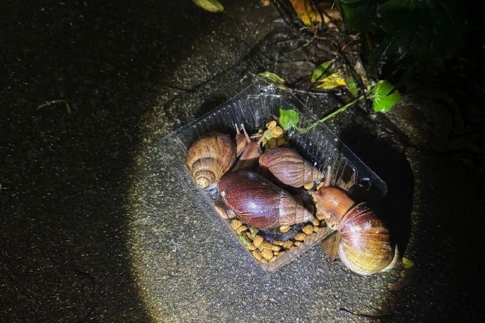 非洲大蜗牛：移动病原体仓库的致命真相