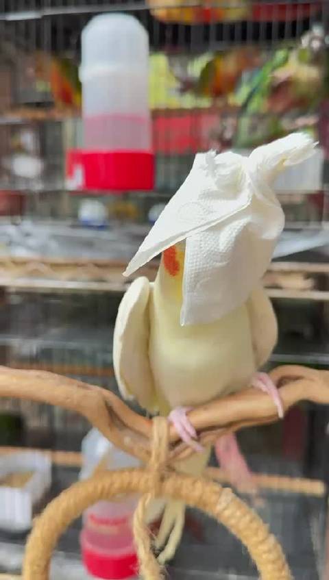 蒙面歌神