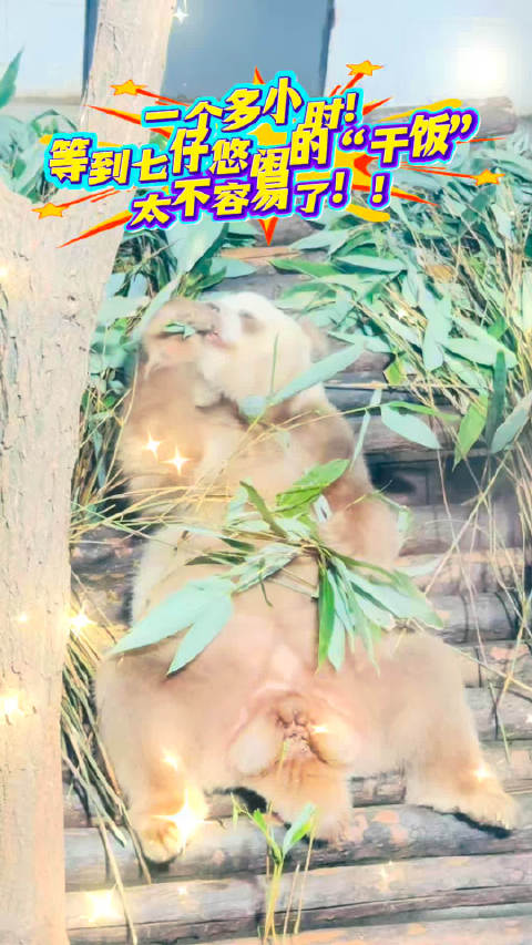 等到七仔悠闲的干饭太不容易了