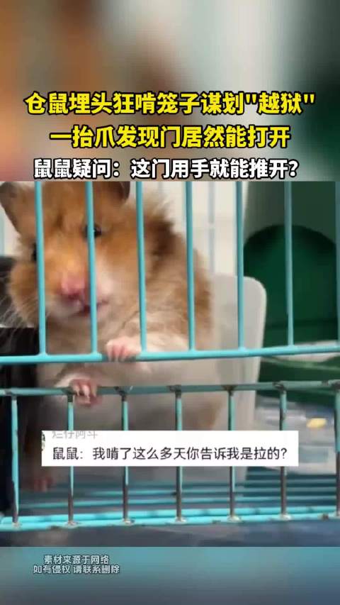 仓鼠埋头狂啃笼子谋划越狱 一抬爪发现门居然能打开