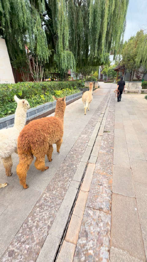 当草泥马的私生好快乐吖