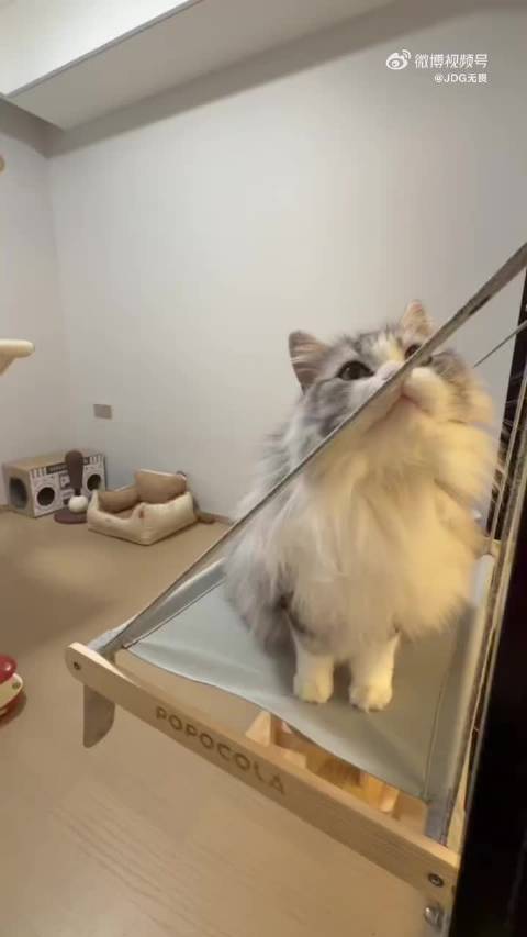 前路皆坦荡山海亦无畏  电竞夏日营业中 小猫