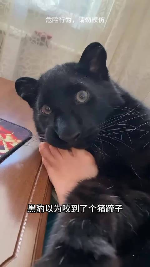 国外网红黑豹露娜，从小被弃养，和狗狗一起长大 动物的迷惑行为 脑洞科普