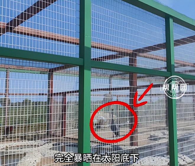 高温露天笼舍饲养鹤引争议!扎龙保护区:模拟野外环境,当地回应 高温露天笼舍饲养鹤引争议!扎龙保护区:模拟野外环境,当地回应