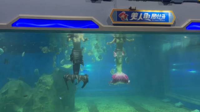 观看美人鱼表演 4