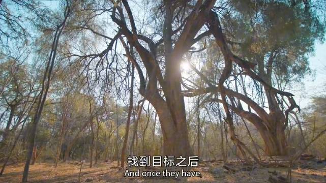 酷热正午维氏冕狐猴紧贴牙刷树降温