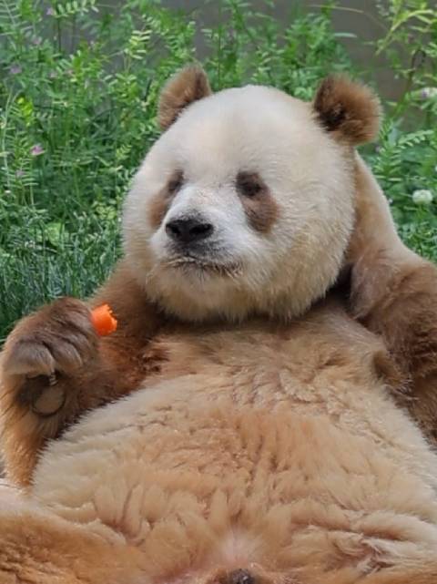 七仔仔，给三少爷的生日礼物准备好了吗？秦岭棕色大熊猫七仔