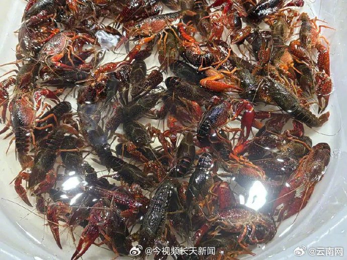 口味虾的虾黄到底能不能安全食用？