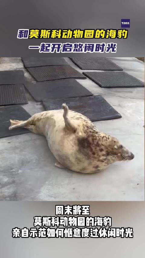 周末怎么过？和莫斯科动物园的海豹一起开启悠闲时光