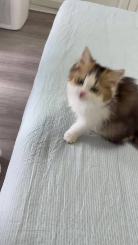 猫界刘亦菲初长成