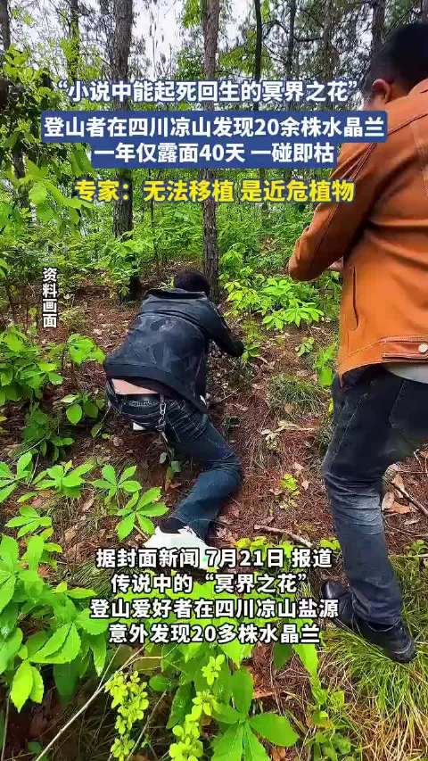 探险者发现‘冥界之花’，一年仅露面40天！