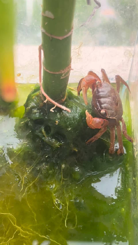 终于开始干活不越狱了吗，鱼缸里的鱼是不是都被你吃了