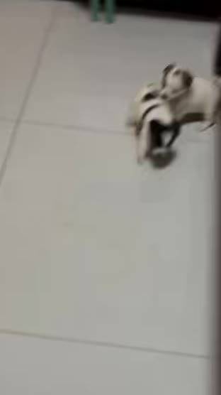 奥斯卡你就是一只很狗的狗啊
