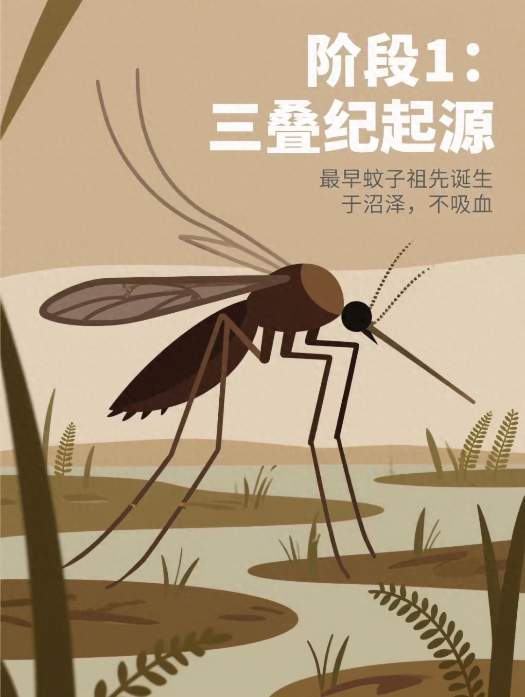 每年吃掉三千只蚊子，8年才能长大，却被人类作为美食大量捕捉_持之以恒开心鸭