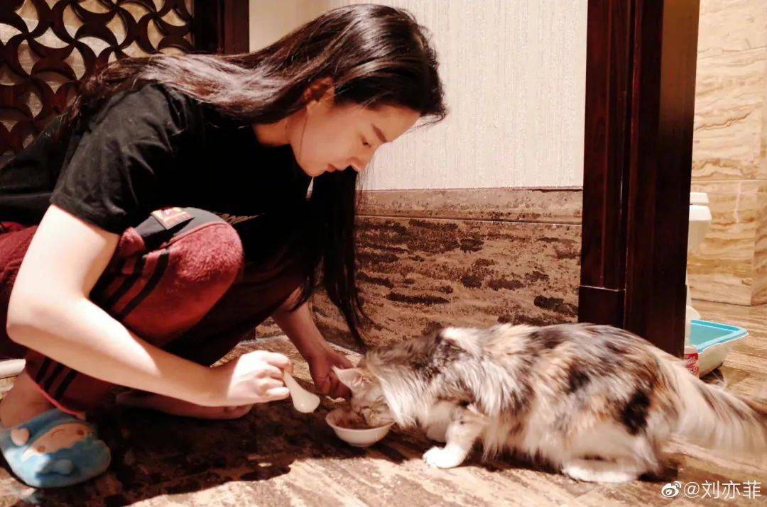 神仙姐姐刘亦菲捡了11年流浪猫,如今她的千万豪宅里养了50只猫!