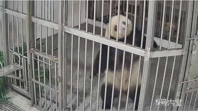 监控视角下的丁丁，不愧是功夫熊猫，后肢力量真强，丁丁拿着竹子就开始舞熊了