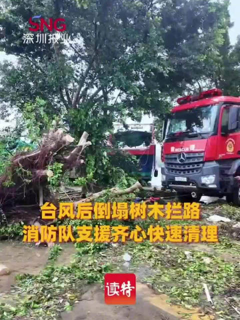 台风红霞后树木倒塌 消防队快速清理保畅通
