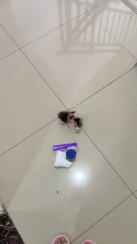 合肥新站三花猫求领养，已驱虫眼部炎症治疗中