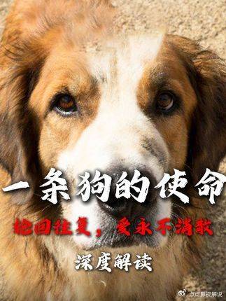 狗狗电影：四世轮回终解狗狗使命，戳心泪目！