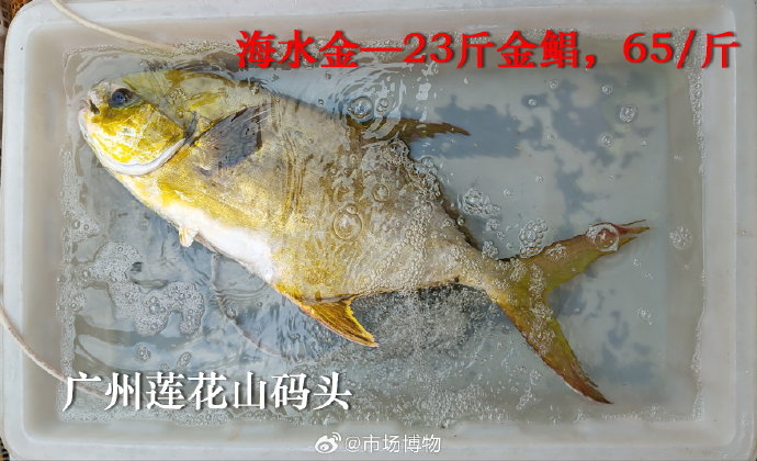 广东台风后海滩惊现金鲳鱼群,市民狂捡百斤送亲友 广东台风后海滩惊现金鲳鱼群,市民狂捡百斤送亲友