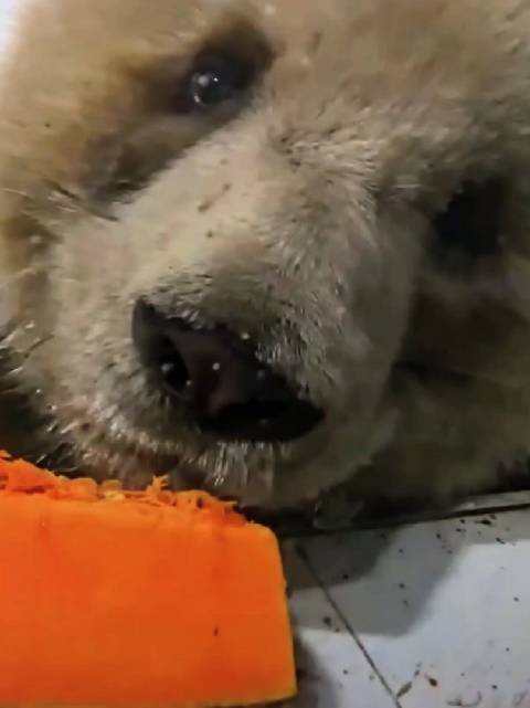 七仔吃南瓜，脏脏包仔仔，怼脸拍太萌了