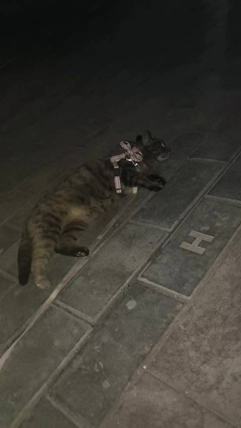 哪吒你咋这样啊 拍一下别的猫就斜楞我