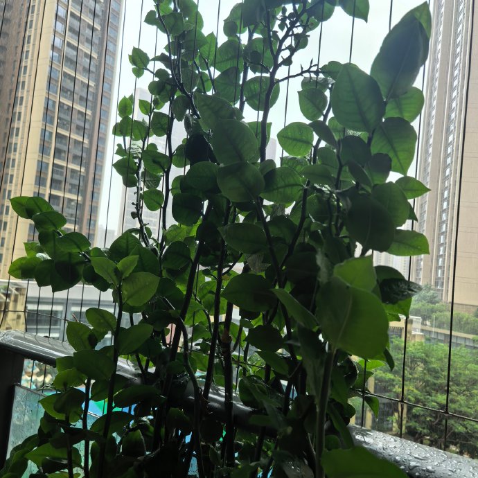 台风“红霞”对深圳地铁的具体影响有哪些? 台风“红霞”对深圳地铁的具体影响有哪些?