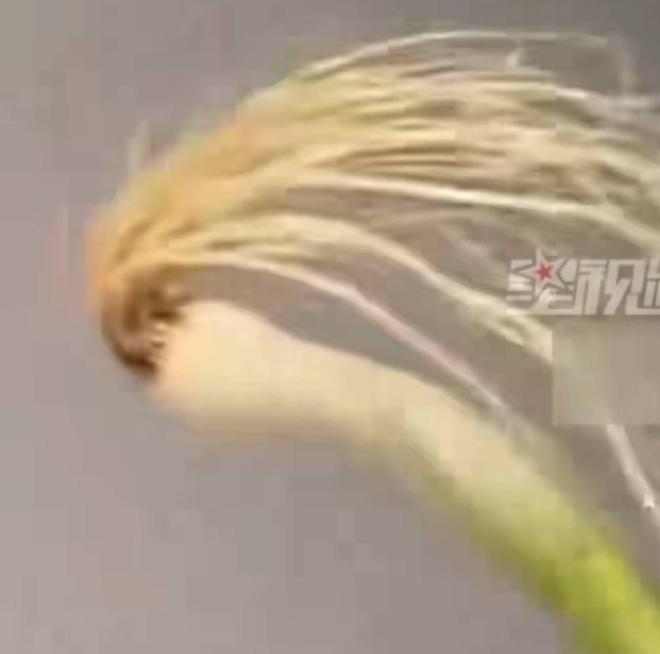 被球员本人翻牌子的“哈兰葱”实为蒜苗，重庆小伙挑了一小时|铁杆|哈兰德|重庆市_订阅