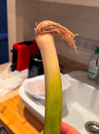 哈兰德万万没想到 家家户户都有哈兰葱_娱乐频道_中华网