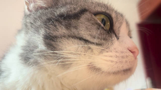 猫这玩意儿到底咋做到的 平时根本不理我 今天就跑到我的胸口开摩托