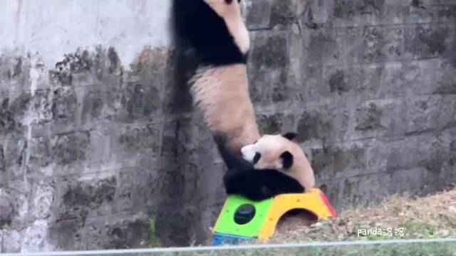 但凡我院里有这个队友， 我们在就越狱成功了