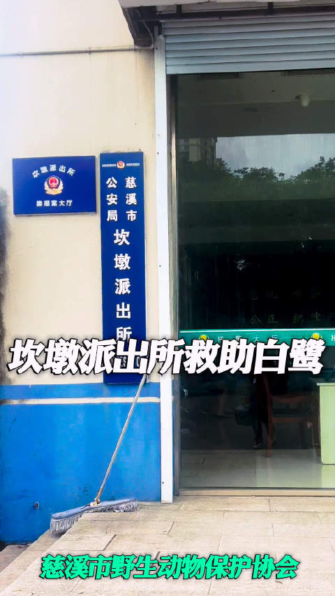 慈溪市民救助虚弱白鹭，野保放归繁殖点