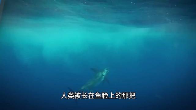 剑鱼长剑非穿刺，真相是高速挥舞抽打猎物