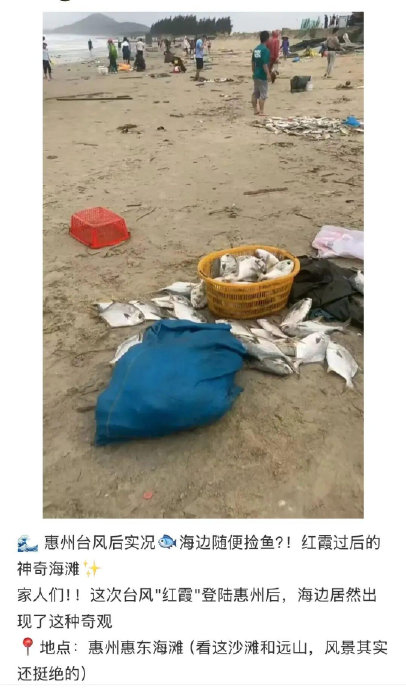 广东海滩为何突然出现大量海虾？