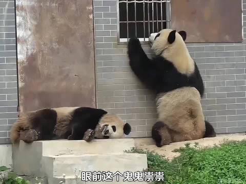八仔真不愧是七仔和正正的儿子，简直堪称川陕混血的巅峰之作！