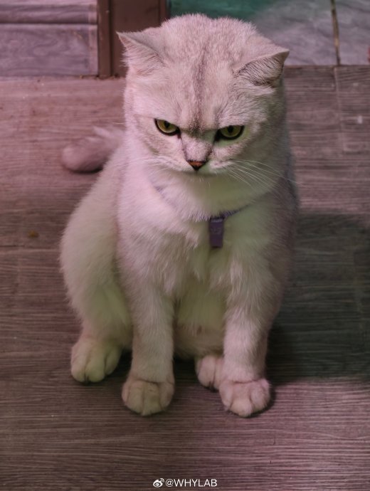 空调自动避宠模式下，猫咪靠近出风口会突然变柔风吗？