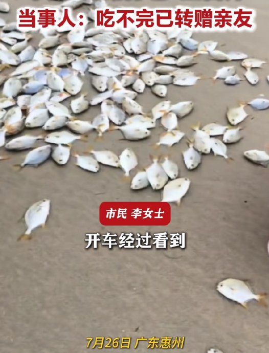 广东海滩的金鲳鱼为什么会被冲上岸？