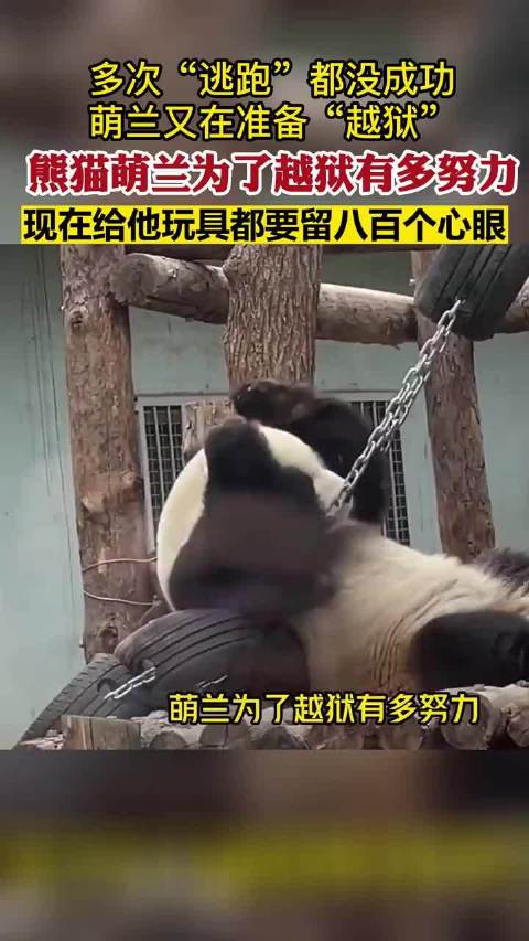 萌兰为了越狱有多努力