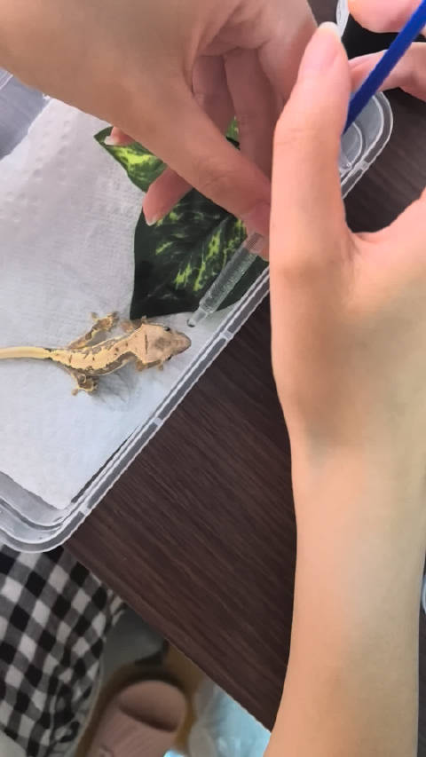 守宫幼崽肠炎伴寄生虫，妈咪爱治疗三天便便成型