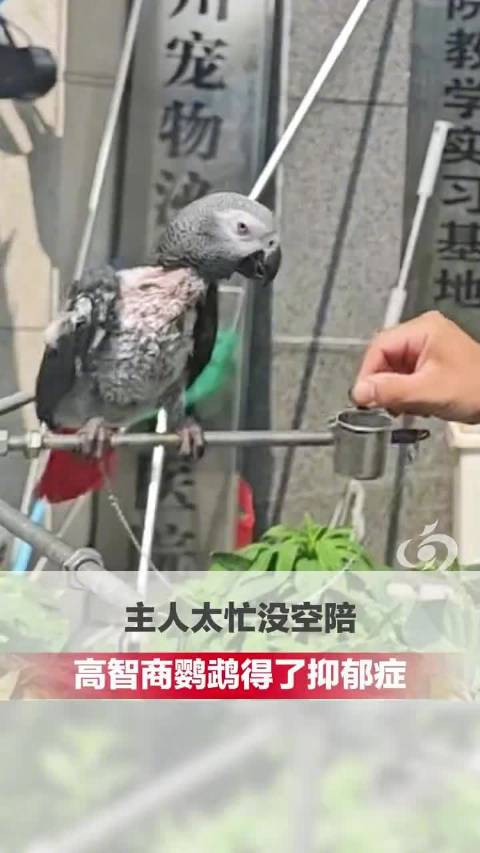 鹦鹉因主人太忙抑郁拔光自己羽毛