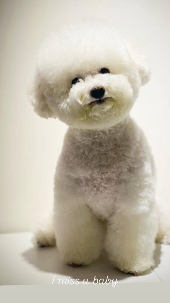 容祖儿巡演后痛失15年爱犬 发长文深情告别“老友”