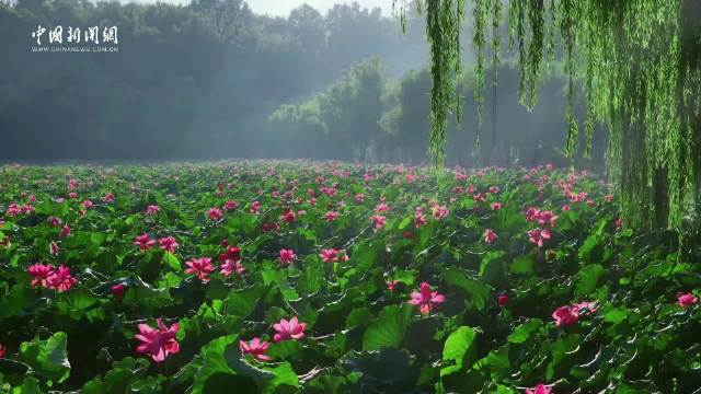 经纬夜话：独属于西湖夏日的诗意画卷