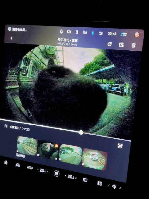家里两辆车，为什么只有nomi每次都能招来小猫咪
